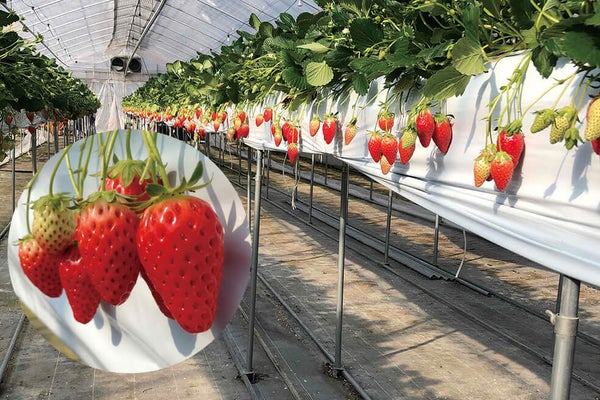 <兵庫>香住の料理自慢民宿「応挙前」で食す!地魚郷土料理と大乗寺 円山応挙の襖絵【明石・西神中央・神鉄緑が丘出発】3